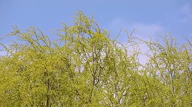 春风和煦 柳树发芽视频的预览图